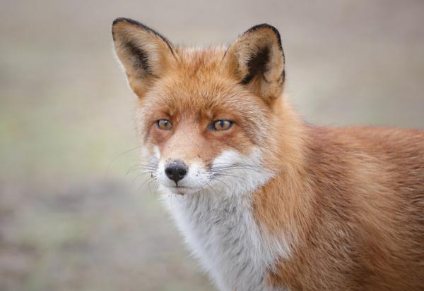 Territoire de Belfort. Faut-il classer le renard roux dans les espèces  nuisibles ?